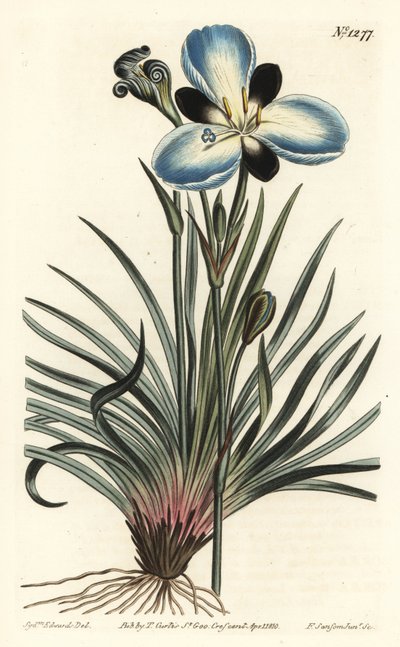 Mourning-flowered aristea, Aristea lugens (Aristea melaleuca). Handcoloured copperplate engraving by F. Sansom Jr. after an illustration by Sydenham Edwards from William Curtis