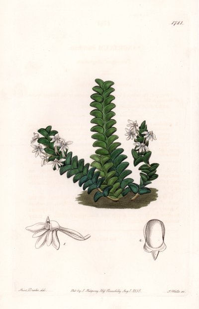 Orchid: Angraecum Variety, Native of Equatorial Africa by Sydenham Teast Edwards
