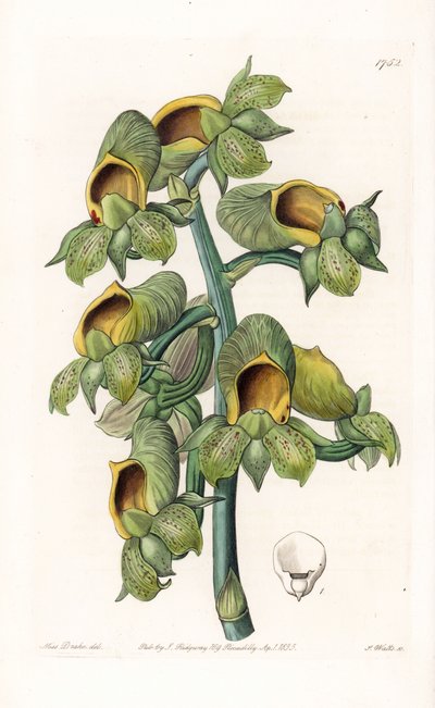 Orchid: Catasetum Variety, Native of Brazil - Engraved by S. Watts, from an illustration by Sarah Anne Drake, from the Botanical Register of Sydenham Edwards by Sydenham Teast Edwards