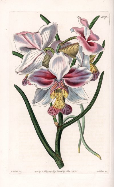 Orchid: Vanda Variety, Epiphytic Species of Asia by Sydenham Teast Edwards