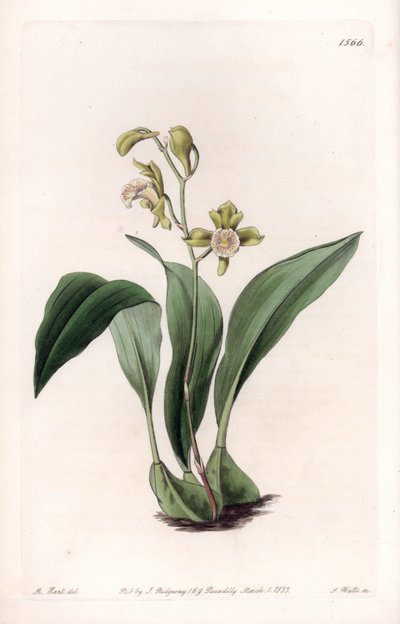 Orchid: Maxillary in Bunches by Sydenham Teast Edwards