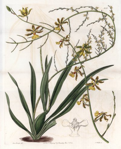 Orchid: Oncidium Variete by Sydenham Teast Edwards