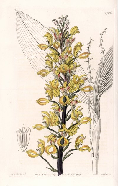 Orchid: Variety of Govenia by Sydenham Teast Edwards