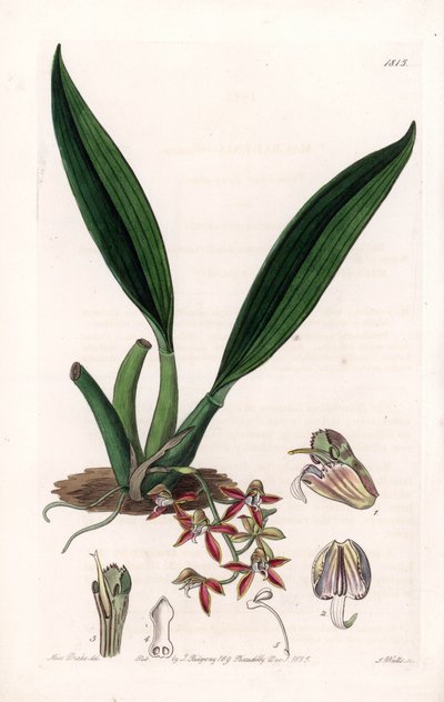 Orchid: Variety of Macradenia, Native of Guiana - Plate Engraved by S. Watts, from an Illustration by Sarah Anne Drake, from the Botanical Register of Sydenham Edwards by Sydenham Teast Edwards