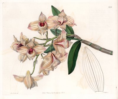 Orchid: Variety of Dendrobium by Sydenham Teast Edwards