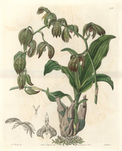 Orchid: Catasetum, Native to Brazil - Engraved by S. Watts, from an illustration by Miss M.A. Huntley, from the Botanical Register by Sydenham Teast Edwards