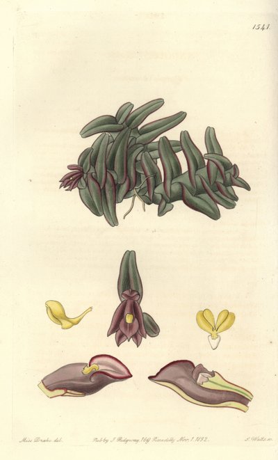 Epidendrum Orchid of Central America by Sydenham Teast Edwards