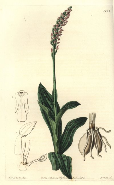 Orchid Neotine - Dense-flowered Orchid by Sydenham Teast Edwards