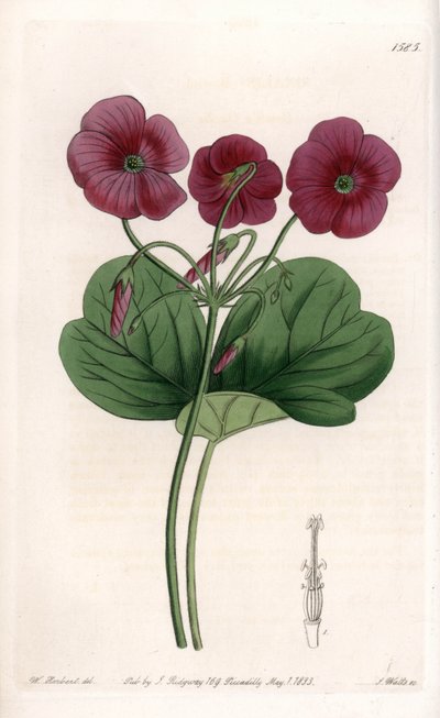 Oxalis de Bowie by Sydenham Teast Edwards