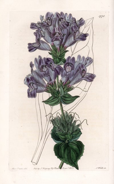 Penstemon Variete by Sydenham Teast Edwards