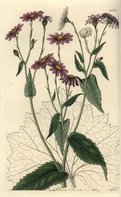 Pericallis tussilaginis (Coltsfoot-leaved groundsel, Senecio tussilaginis). Handcoloured copperplate engraving by S. Watts after an illustration by Miss Sarah Drake from Sydenham Edwards
