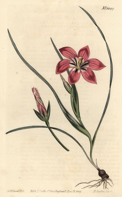Pink Froetang by Sydenham Teast Edwards