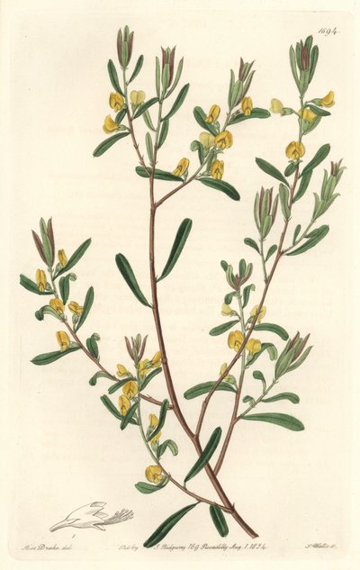 Pultenaea Flexilis, Native to Australia - Engraved by S. Watts, from an illustration by Sarah Anne Drake, from the Botanical Register by Sydenham Teast Edwards
