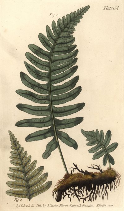 Rockcap Fern by Sydenham Teast Edwards