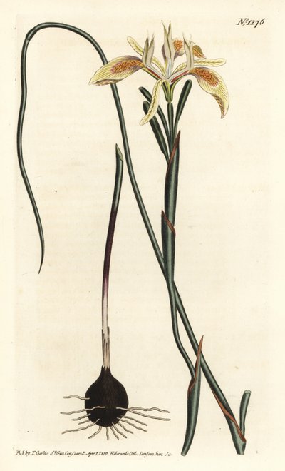 Rolled-leaved moraea, Moraea angusta. by Sydenham Teast Edwards