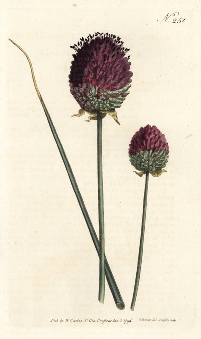 Round-headed Garlic by Sydenham Teast Edwards