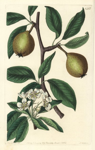 Sage-leaved Pear - Sage-leaved Pear, Pyrus salviifolia (Pyrus salvifolia). Handcoloured copperplate engraving from Sydenham Edwards