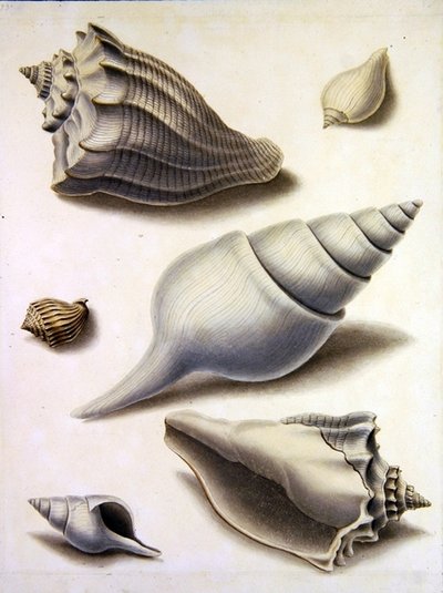 Shells and Marine Flora by Sydenham Teast Edwards