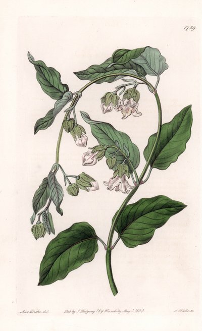 Silk-Holder Araujia - Engraved by S. Watts, from an illustration by Sarah Anne Drake, from the Botanical Register of Sydenham Edwards by Sydenham Teast Edwards