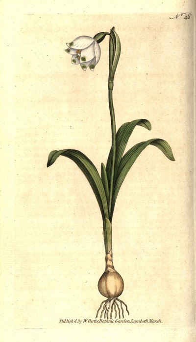 Spring Snowflake, Leucojum vernum. Handcoloured copperplate engraving from William Curtis