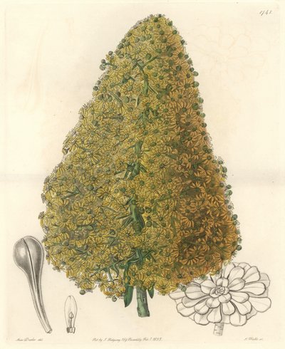Succulent Plant, Flower of Aeonium, Native to the Canary Islands - Engraved by S. Watts, from an illustration by Sarah Anne Drake, from the Botanical Register by Sydenham Teast Edwards