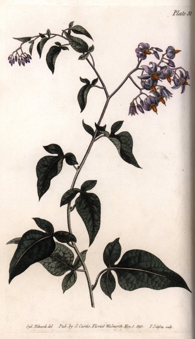 Sweet Bitter or Bitter Sweet Nightshade by Sydenham Teast Edwards