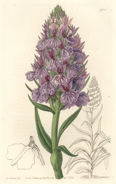 Terrestrial Orchid, Endemic to the Island of Madeira - Water Forte by S. Watts from an Illustration by Sarah Anne Drake, from the Botanical Register by Sydenham Teast Edwards
