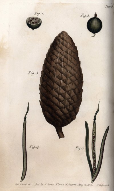 The Pericarp of Gooseberry, Fruit of Scots Pine and Clover Walls by Sydenham Teast Edwards