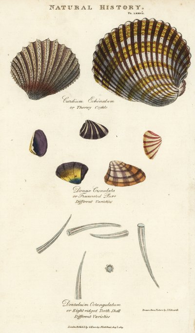 Thorny cockle, Cardium echinatum, truncated purr, Donax crenulata, and eight-ridged tooth shell, Dentalium octangulatum. by Sydenham Teast Edwards