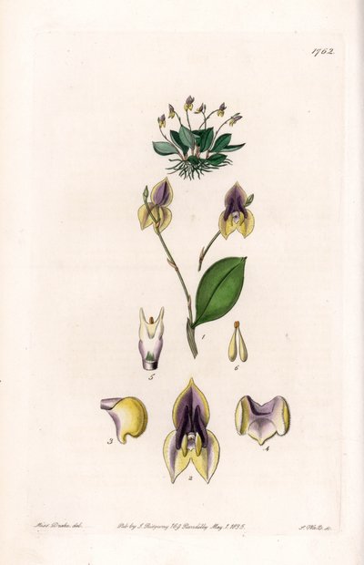Three-Toothed Lepanthes - Engraved by S. Watts, from an illustration by Sarah Anne Drake, from the Botanical Register of Sydenham Edwards by Sydenham Teast Edwards
