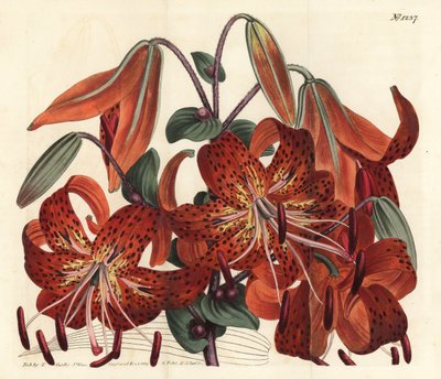 Tiger lily, Lilium lancifolium (Tyger-spotted Chinese lily, Lilium tigrinum). Handcoloured copperplate engraving by F. Sansom Jr. after an illustration by Sydenham Edwards from William Curtis