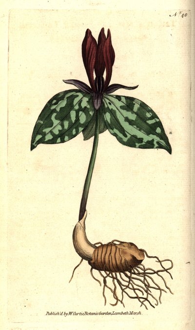 Toadshade or Sessile Trillium, Trillium Sessile. Handcoloured Copperplate Engraving after a Botanical Illustration by James Sowerby from William Curtis