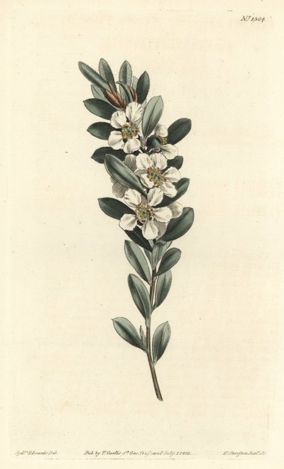 Coastal tea tree, Leptospermum laevigatum (Smooth fabricia, Fabricia laevigata). by Sydenham Teast Edwards
