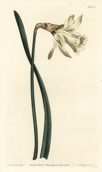 Smaller white Spanish daffodil, Narcissus pseudonarcissus subsp. moschatus (Narcissus moschatus). by Sydenham Teast Edwards