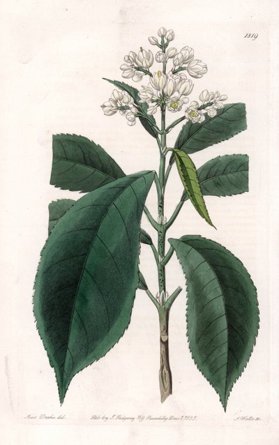 Turpinia Variety by Sydenham Teast Edwards