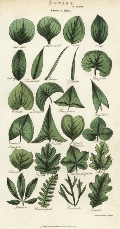 Types of Leaves of Plants by Sydenham Teast Edwards