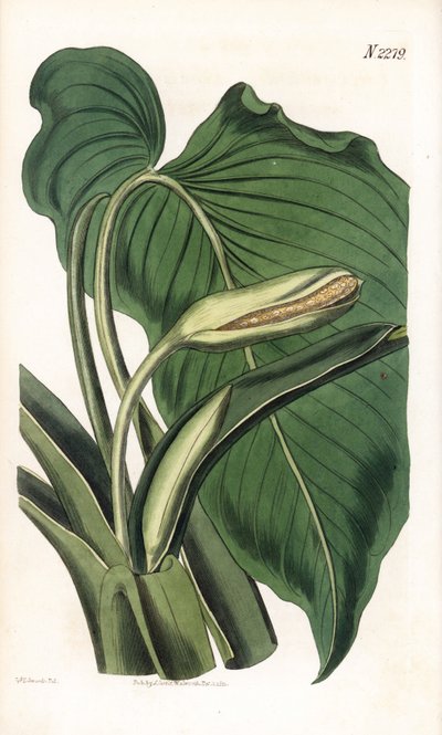 Aromatic calla, Homalomena aromatica (Calla aromatica). by Sydenham Teast Edwards