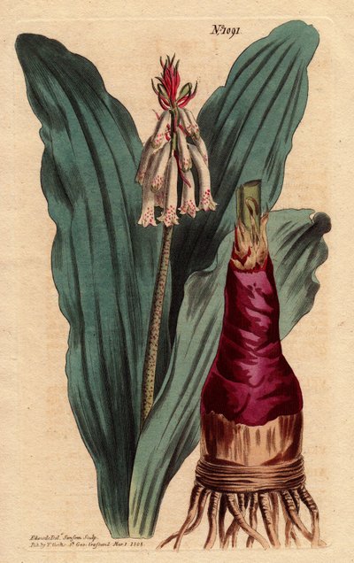 Veltheimia has glaucus leaf, a beautiful lily from the Cape of Good Hope. Veltheimia glauca. Illustration by Sydenham Edwards by Sydenham Teast Edwards