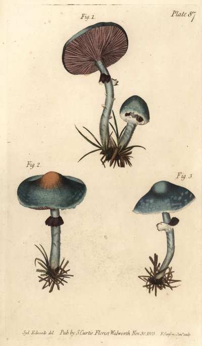 Verdigris Mushroom by Sydenham Teast Edwards