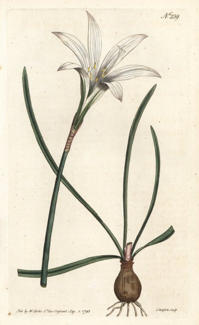 Atamasco lily, Zephyranthes atamasco (Amaryllis atamasco) - Handcoloured copperplate engraving by Sansom after an illustration by Sydenham Edwards from William Curtis