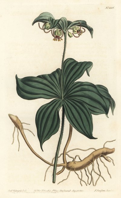 Indian Cucumber by Sydenham Teast Edwards