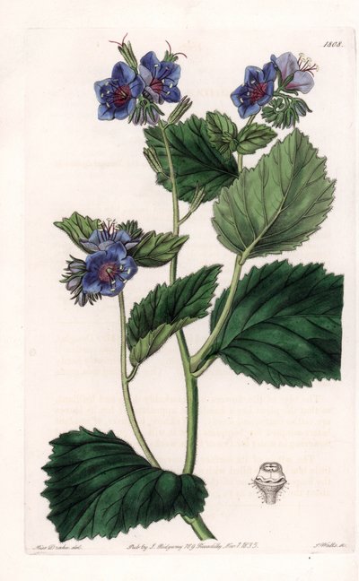 Viscous Phacelia by Sydenham Teast Edwards