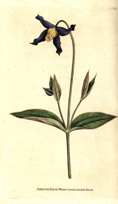 Whole-leaved Clematis or Virgin