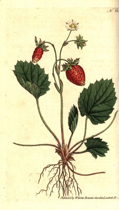 Wild Strawberry, Fragaria vesca (One-leaved Strawberry or Strawberry of Versailles, Fragaria monophylla). Handcoloured copperplate engraving from William Curtis