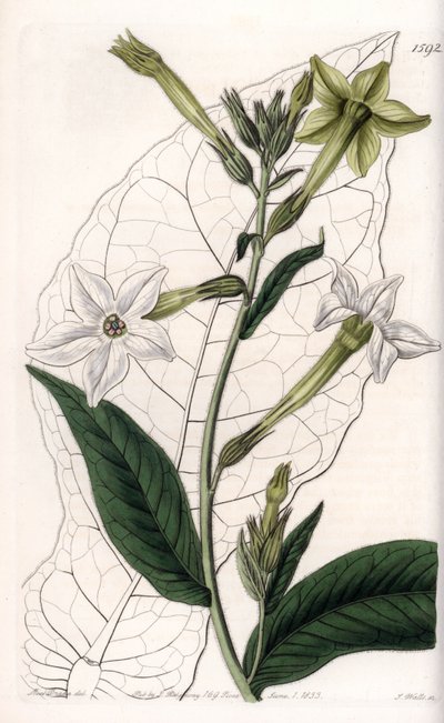 Wing tobacco or ornamental tobacco by Sydenham Teast Edwards