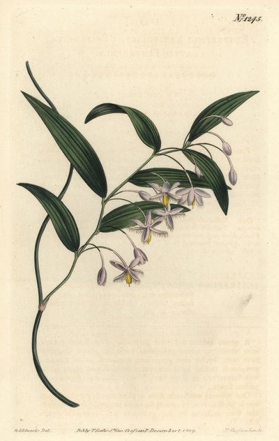 Wombat Berry by Sydenham Teast Edwards
