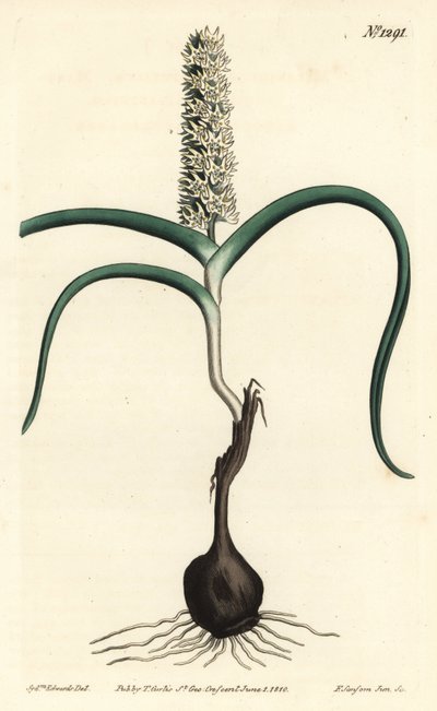 Many-flowered Melanthium from William Curtis