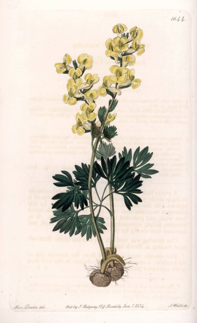 Yellow-flowered corydale variete - Engraved by S.Watts, from an illustration by Sarah Anne Drake, from the Botanical Register of Sydenham Edwards by Sydenham Teast Edwards