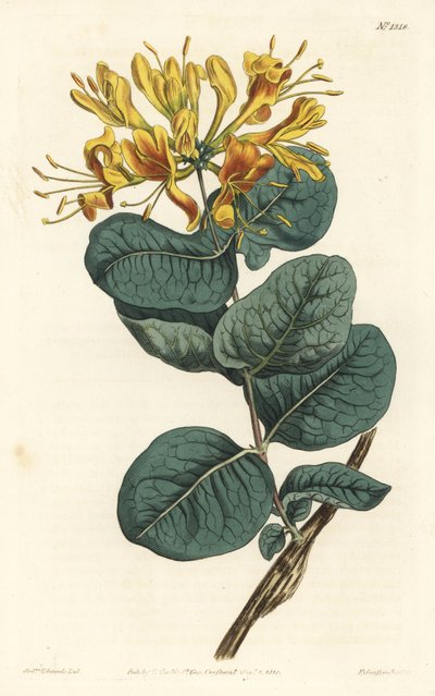 Yellow-flowered Woodbine from William Curtis