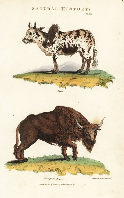 Zebu and Bison by Sydenham Teast Edwards